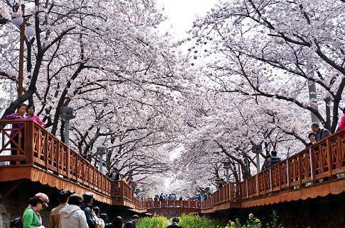 韓國櫻花季節 3 月底開始 全韓花期搶先報